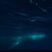 Underwater view of today’s Fin whale