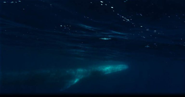 Underwater view of today's Fin whale | Azores Whale Watching TERRA AZUL™