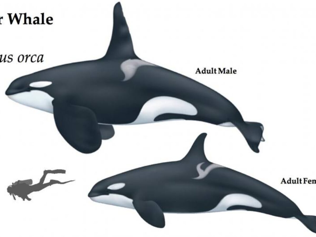 Killer Whale | Azores Whale Watching TERRA AZUL™ | #1 Rated Whale