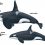 Killer Whale