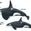 Killer Whale