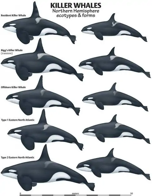 Underwater footage reveals possible ecotype match for our recent