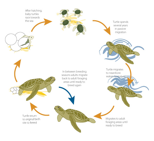 Leatherback Sea Turtle Food Web