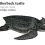 Leatherback Sea Turtle – the largest of all living turtles!