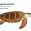 Loggerhead Sea Turtle