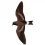 Madeiran Storm Petrel