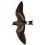 Madeiran Storm Petrel