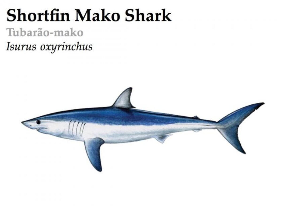 Shortfin Mako Shark | azoreswhalewatch.com, image size:1200x900
