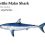 Shortfin Mako Shark