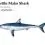 Shortfin Mako Shark