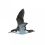 Manx Shearwater