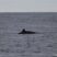 A “new” male Blainville’s Beaked Whale identified in Sao Miguel Island