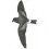 Monteiro Storm Petrel