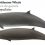 Northern Bottlenose Whale