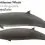 Northern Bottlenose Whale