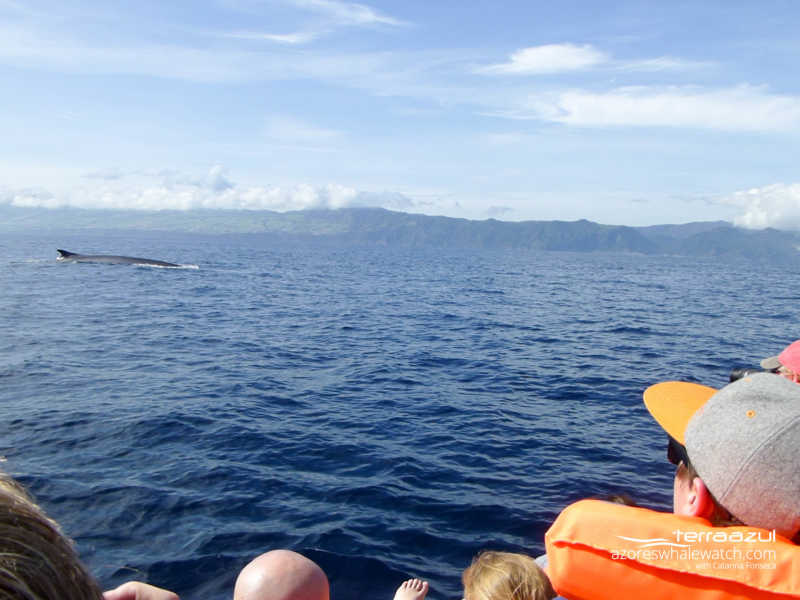 Fin whale / Balaenoptera physalus