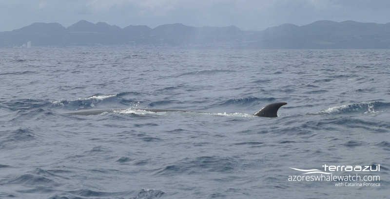 Sei whale / Balaenoptera borealis