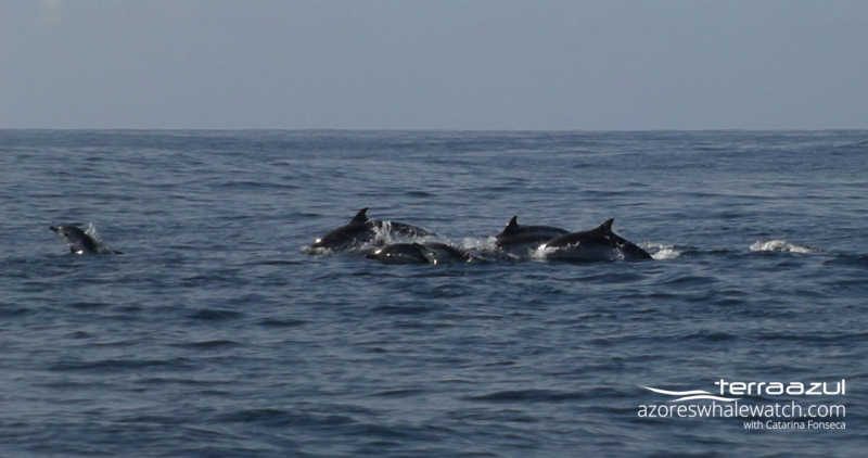 Striped dolphins / Stenella coeruleoalba