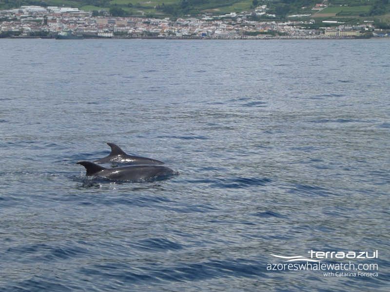 Bottlenose dolphins / Tursiops truncatus
