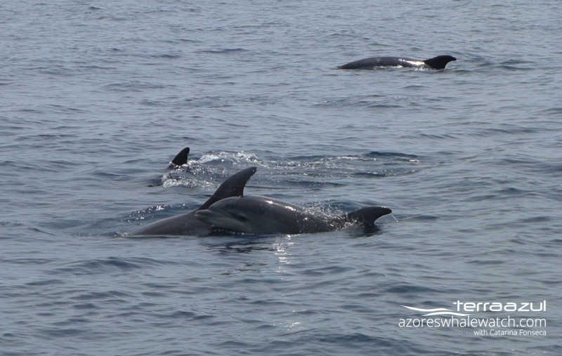 Bottlenose dolphin young with its mother / Tursiops truncatus