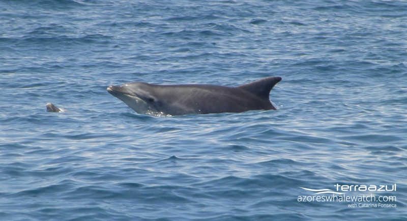 Bottlenose dolphin / Tursiops truncatus