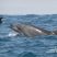 Sei Whales are In Fashion