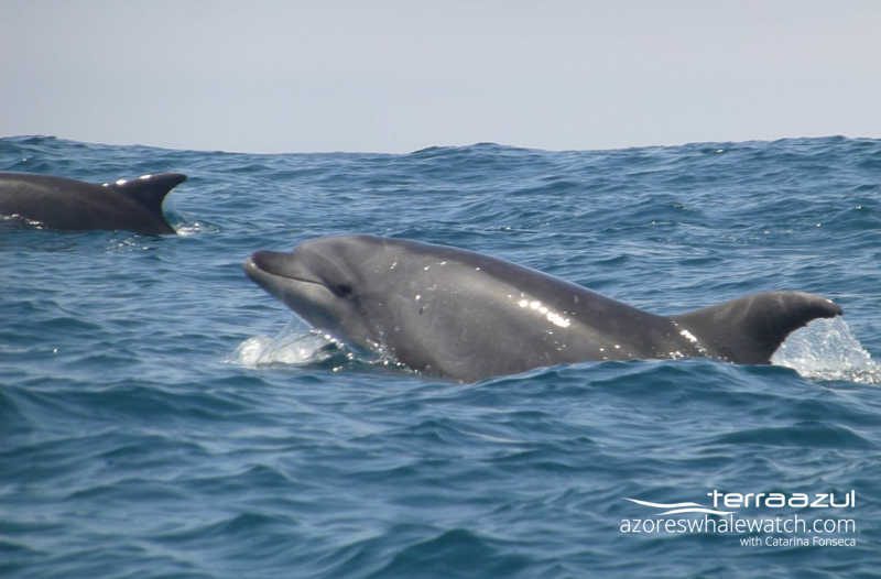 Bottlenose dolphin / Tursiops truncatus