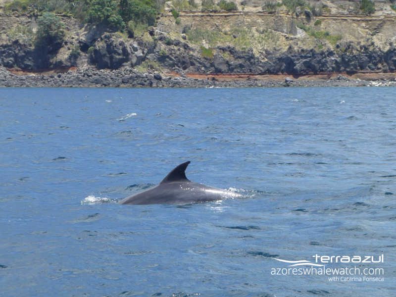 Bottlenose dolphin / Tursiops truncatus