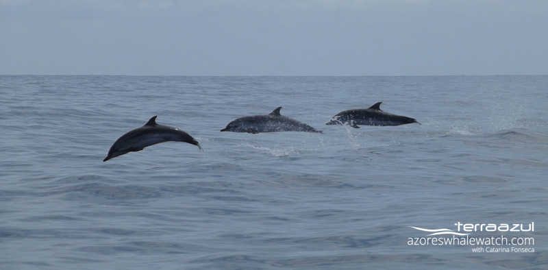 Striped dolphins / Stenella coeruleoalba