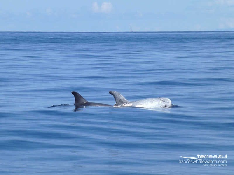 Risso's dolphins - mother and calf / Grampus griseus