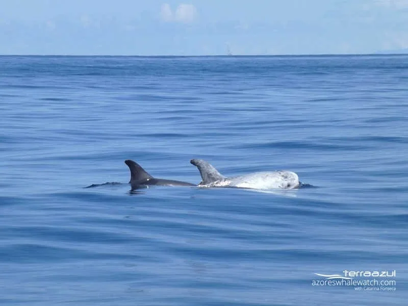 Risso's dolphins - mother and calf / Grampus griseus