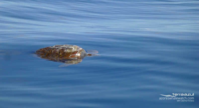 Loggerhead turtle / Caretta caretta