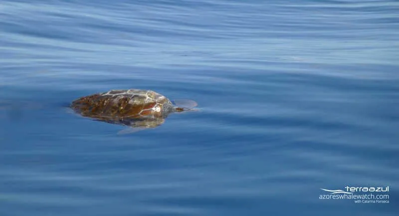 Loggerhead turtle / Caretta caretta