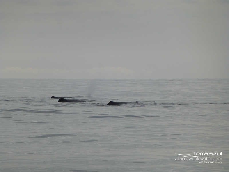Sperm whale / Physeter macrocephalus