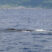 Sleepy whales and playful dolphins!