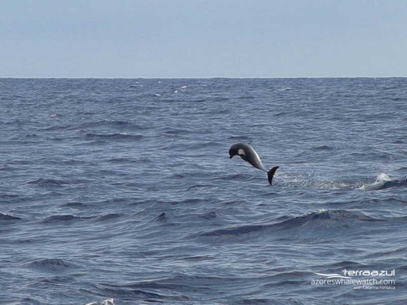 Leaping Atlantic Spotted dolphin / Stenella frontalis