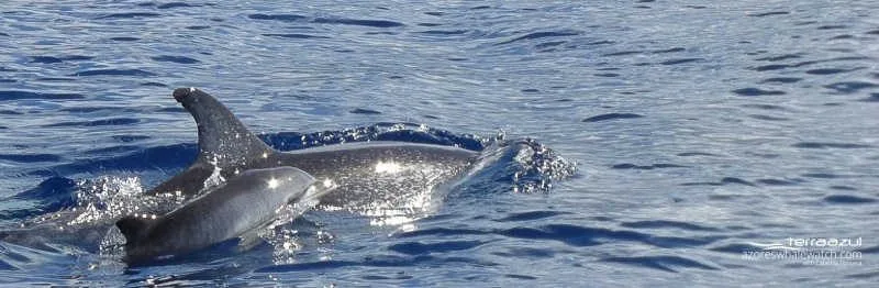 Atlantic spotted dolphins mother and calf / Stenella frontalis