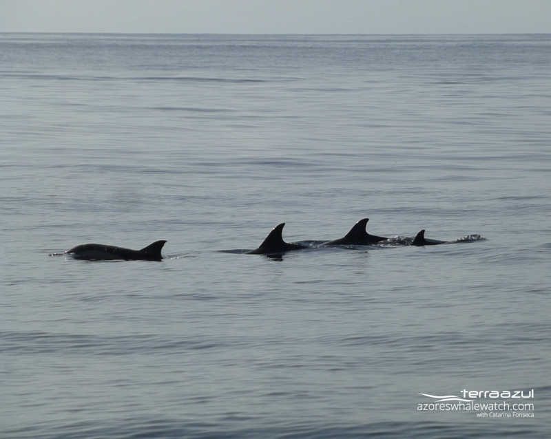 Common dolphins / Delphinus delphis