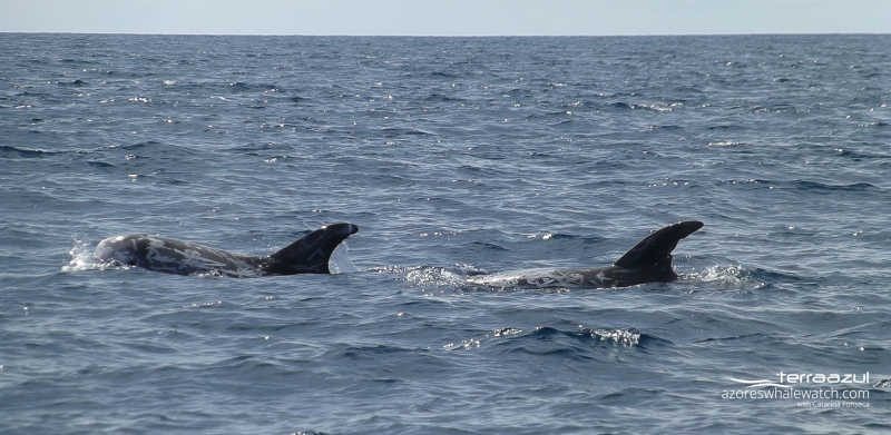 Risso's dolphins / Grampus griseus