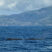 Lazy Sperm whales and Beaked whales!