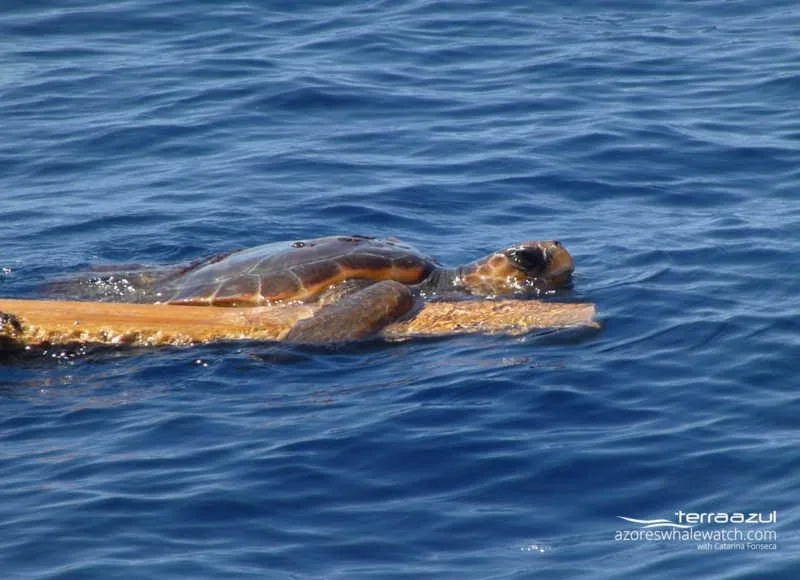Loggerhead turtle /Caretta caretta