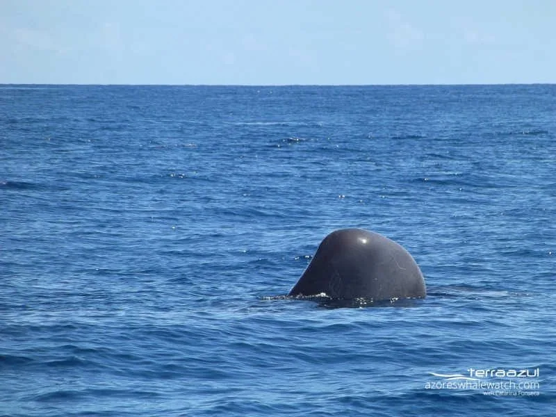Sleeping sperm whale / Physeter macrocephalus
