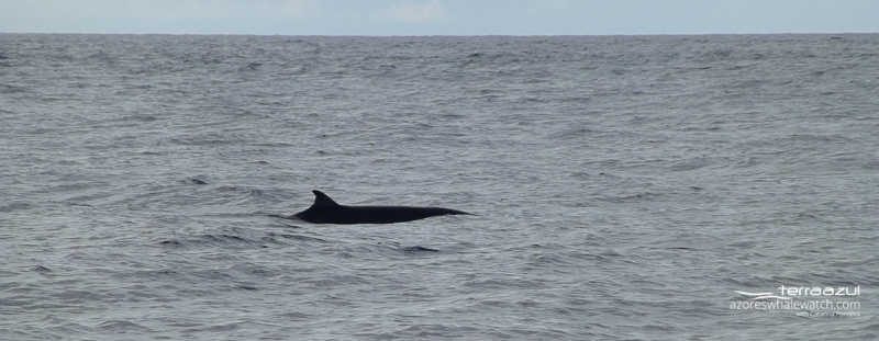 Sowerby's beaked whale / Mesoplodon bidens