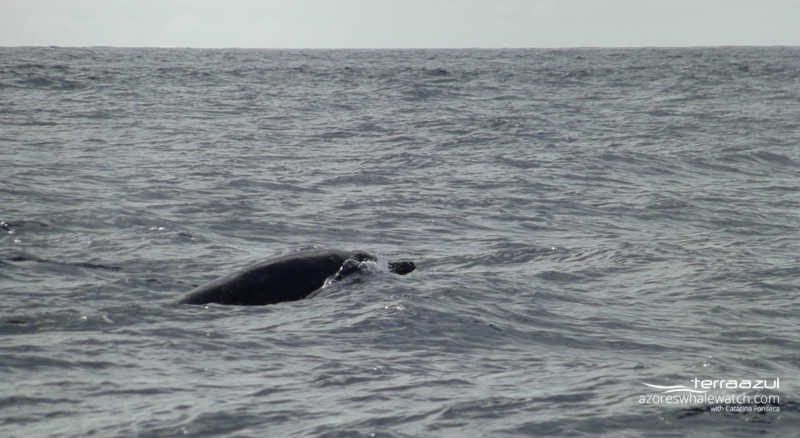 Sowerby's beaked whale / Mesoplodon bidens