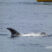 Risso’s Dolphins everywhere!!
