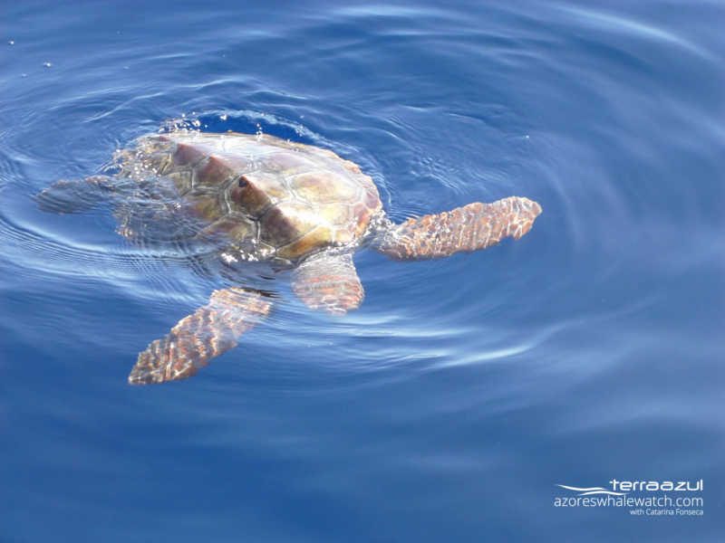 Juvenile loggerhead turtle / Caretta caretta