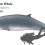 Pygmy Sperm Whale