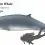 Pygmy Sperm Whale