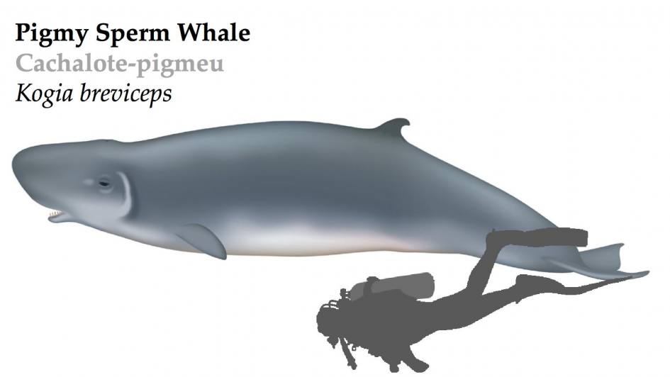 Pygmy Sperm Whale | Azores Whale Watching TERRA AZUL™