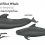 Short-finned Pilot Whale – The deep diving ‘black fish’